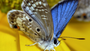 a borboleta mais rara do mundo