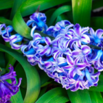 flor jacinto azul