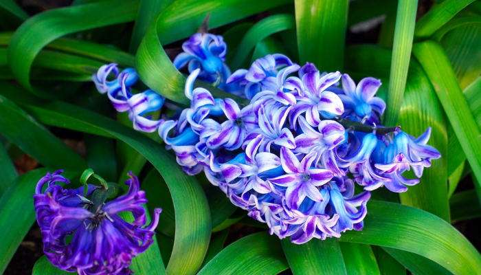 flor jacinto azul