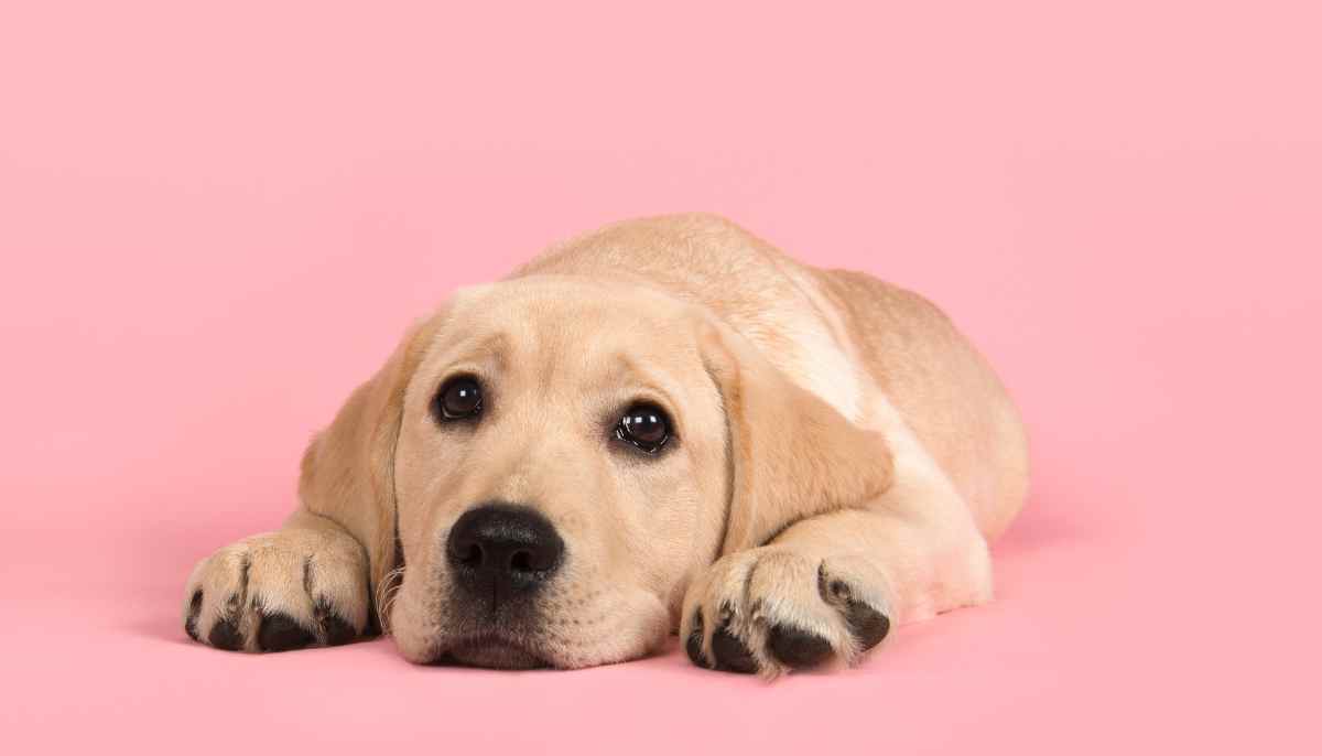 Os Labrador Retrievers são a Raça de Cão mais Popular nos EUA