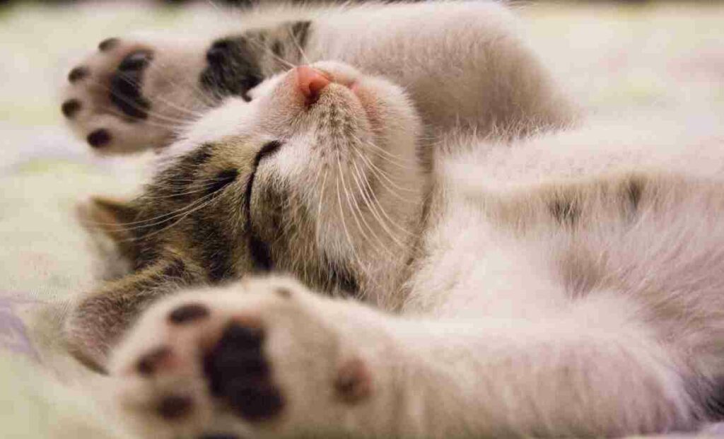 10 curiosidades Sobre Gatos Domésticos
