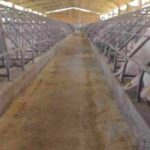 cresce produção de carne suína no brasil