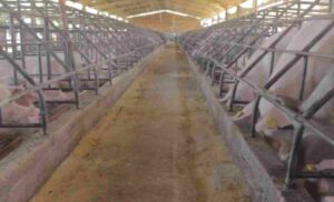 cresce produção de carne suína no brasil