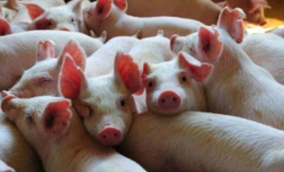 Produção de Carne de Porco no Brasil Excederá Expectativas