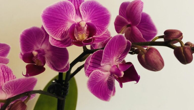 orquideas-belas-lindas-exuberantes