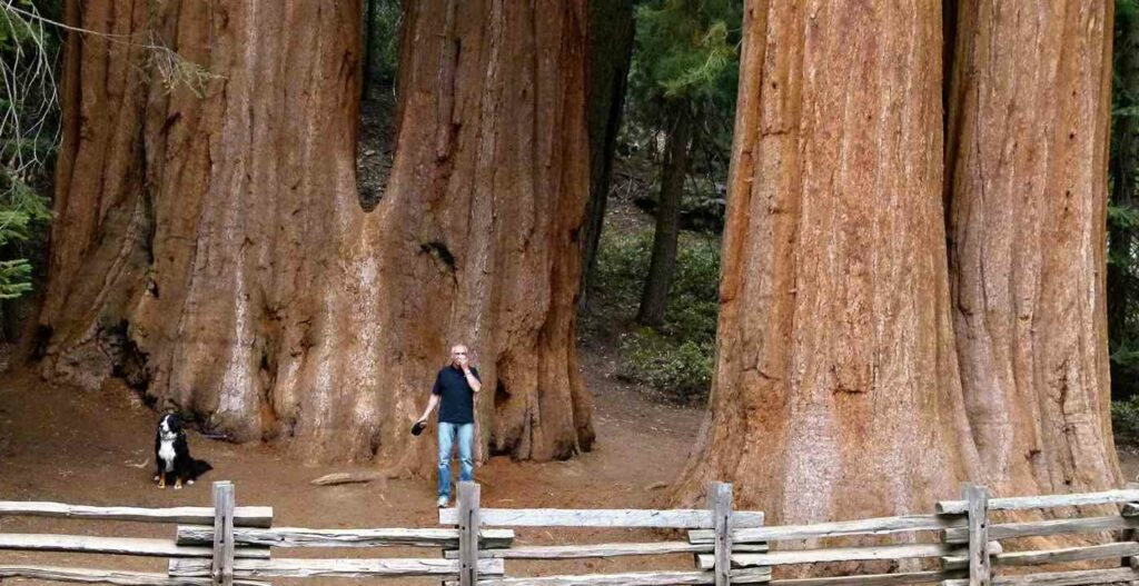 maior árvore viva do mundo
