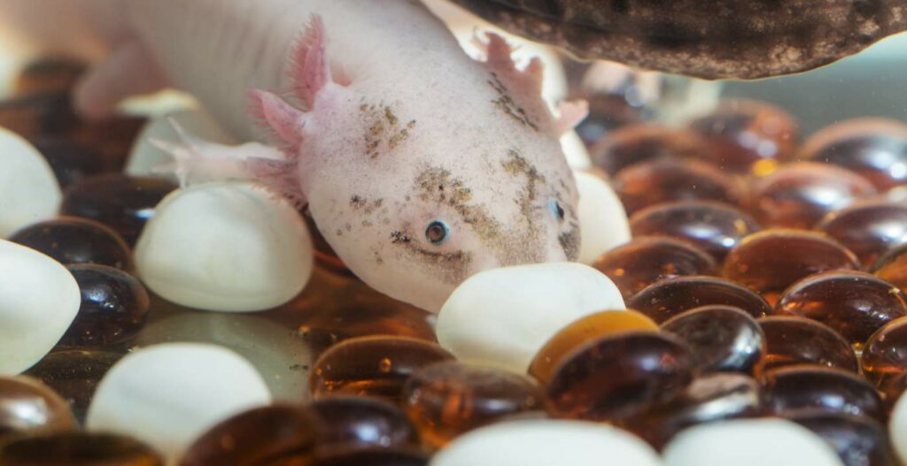 axolotl preço-