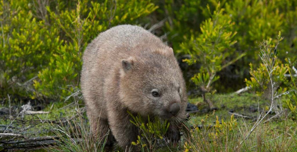 Fonte: Canva - Wombat