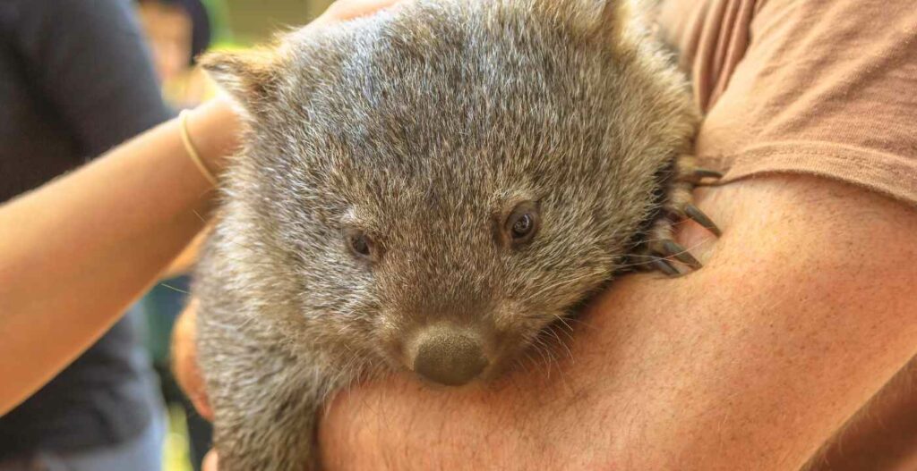 wombat-