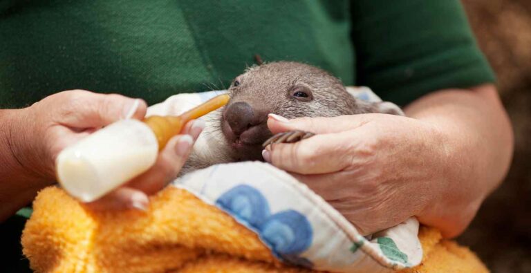 wombat filhote-