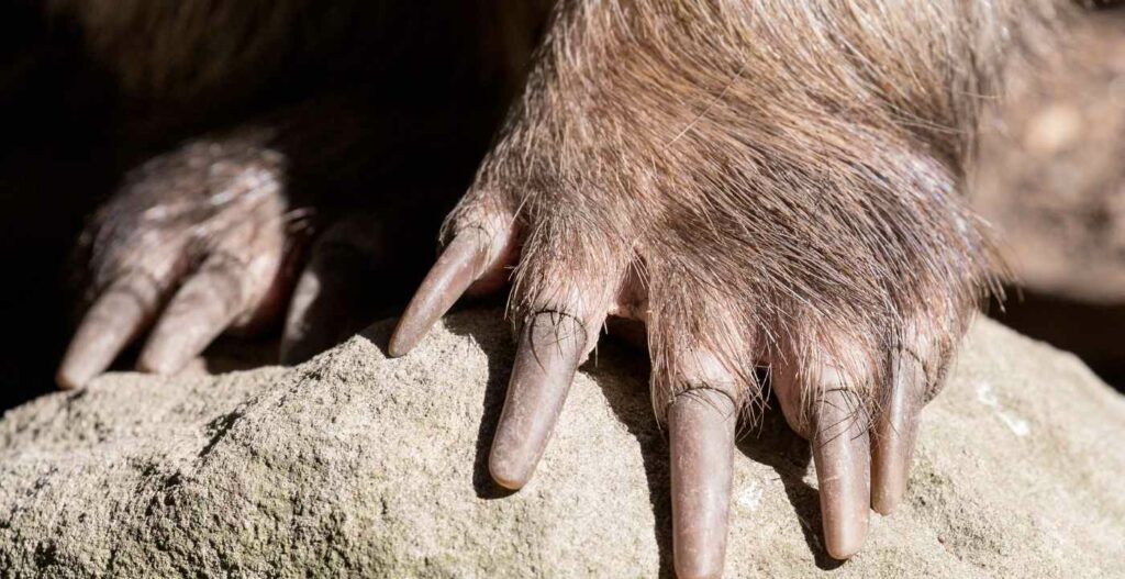 Fonte: Canva - wombat poop