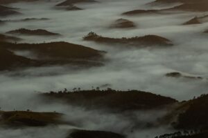 Biodiversidade em Risco: O Impacto da Perda de Espécies no Equilíbrio Ambiental
