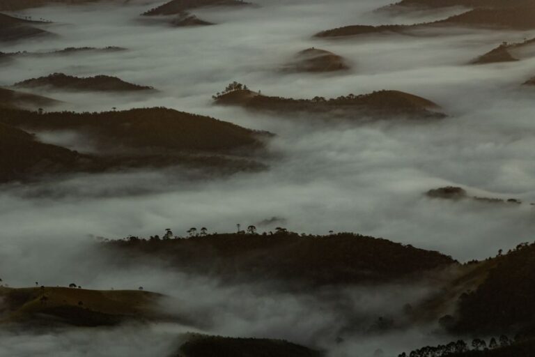 Biodiversidade em Risco: O Impacto da Perda de Espécies no Equilíbrio Ambiental