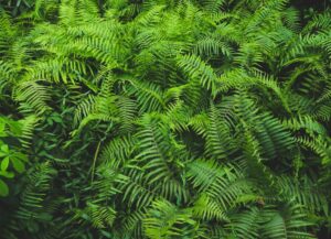 Conheça as 5 Plantas que Absorvem Mais CO2: Crie um Jardim Verdem para Respirar Tudo bem