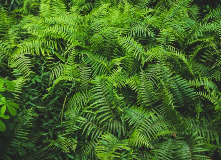 Conheça as 5 Plantas que Absorvem Mais CO2: Crie um Jardim Verdem para Respirar Tudo bem