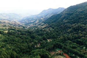 Ecossistemas em Perigo: Como a Destruição do Habitat Afecta a Vida Selvagem