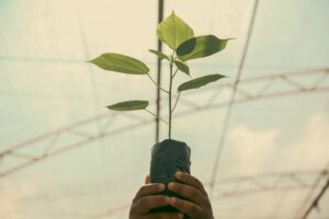 Educação Ambiental: A Chave para um Futuro Sustentável