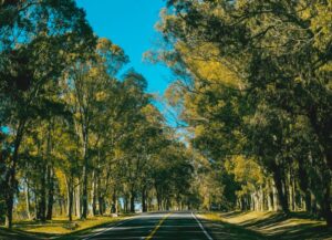 Renovação de Ecossistemas Degradados: Estratégias Inovadoras para a Restauração Ambiental