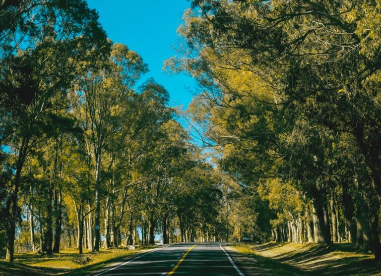 Renovação de Ecossistemas Degradados: Estratégias Inovadoras para a Restauração Ambiental