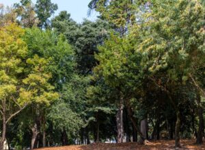 5 Árvores que São Seguras para Plantar em Cidades Azuis e Não Contribuem para a Alganização da água