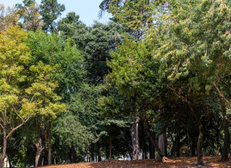 5 Árvores que São Seguras para Plantar em Cidades Azuis e Não Contribuem para a Alganização da água